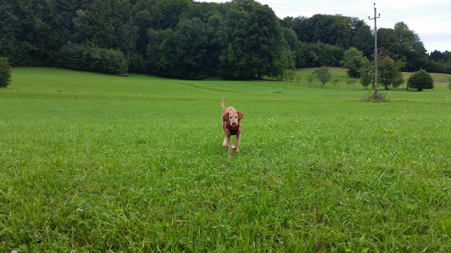 PHOTO 20150825 084936